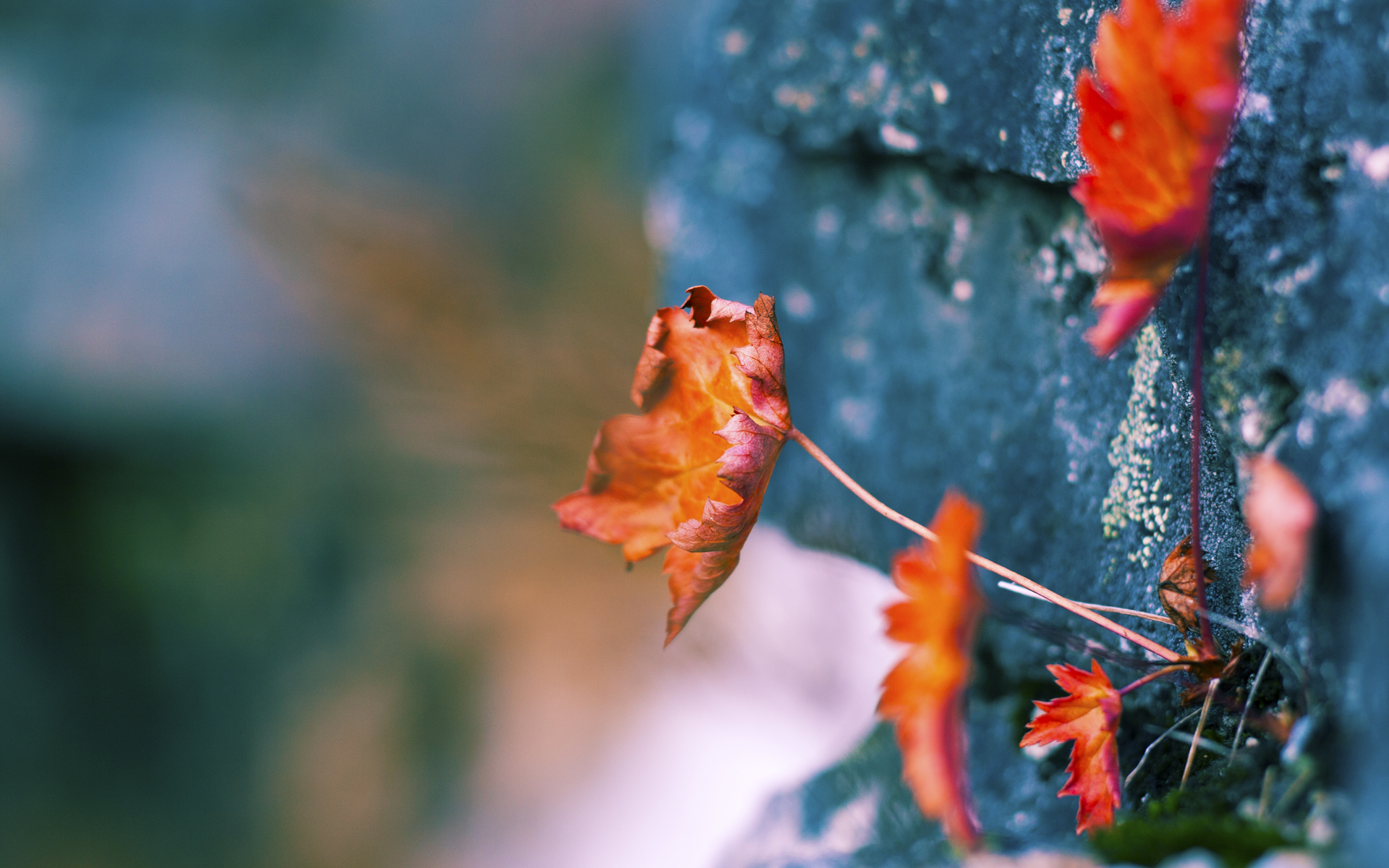 文班亚马，快船压制雷霆的胜负手