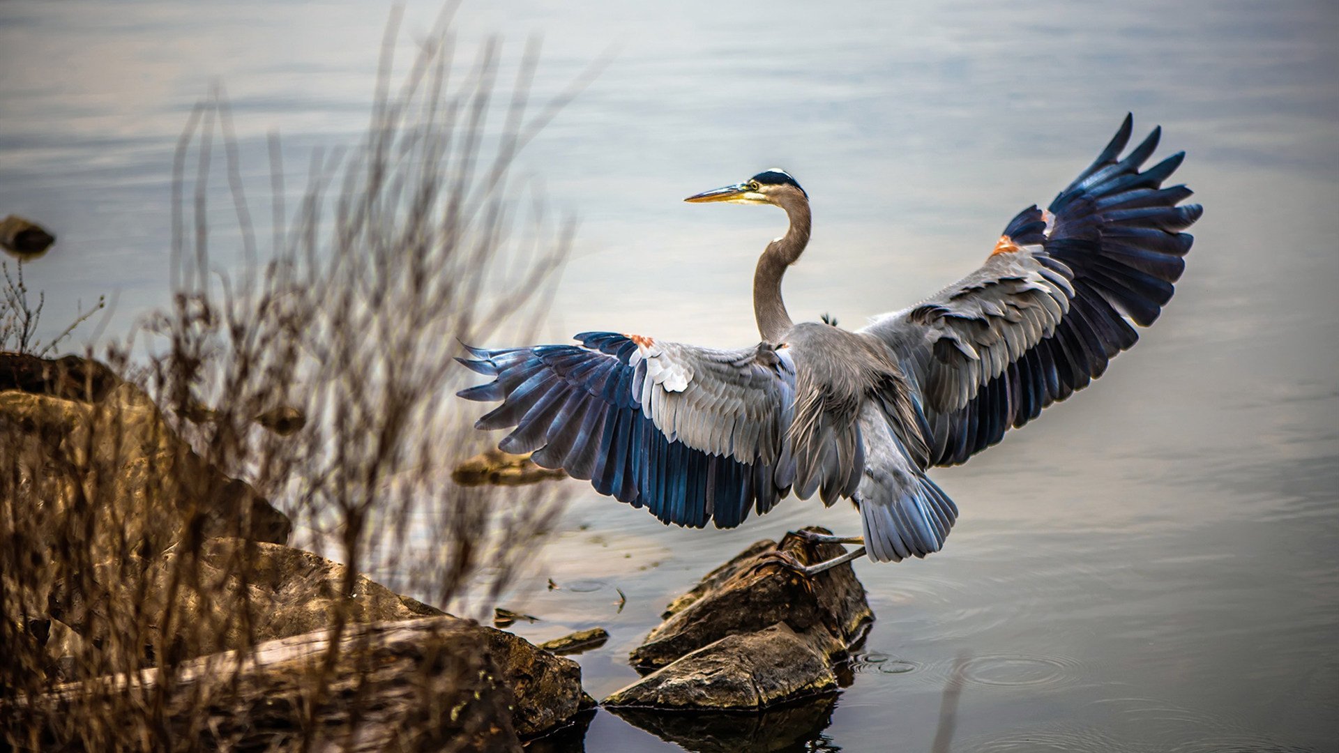 戈麦斯,一个名字与一场终结,在格拉斯哥的雨夜里重写命运