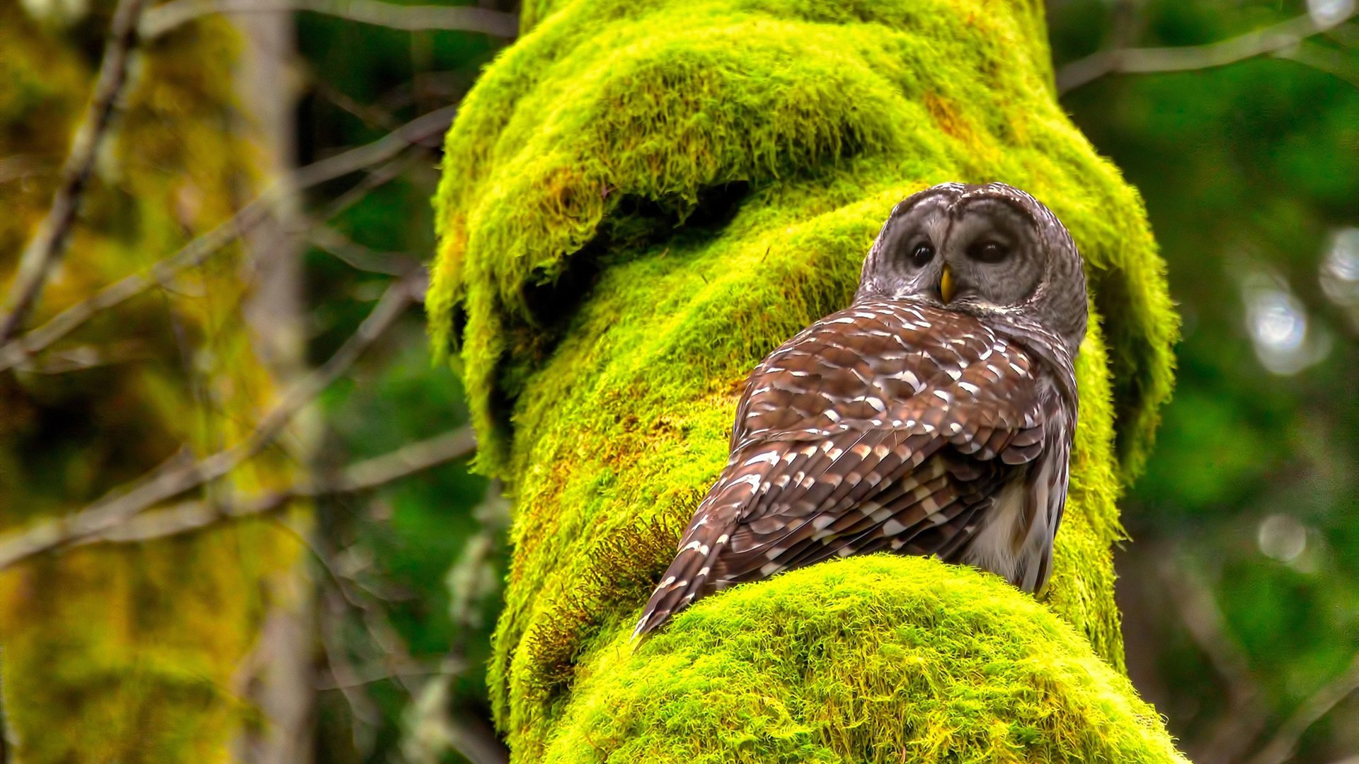 莫兰特山，生命无法承受之重