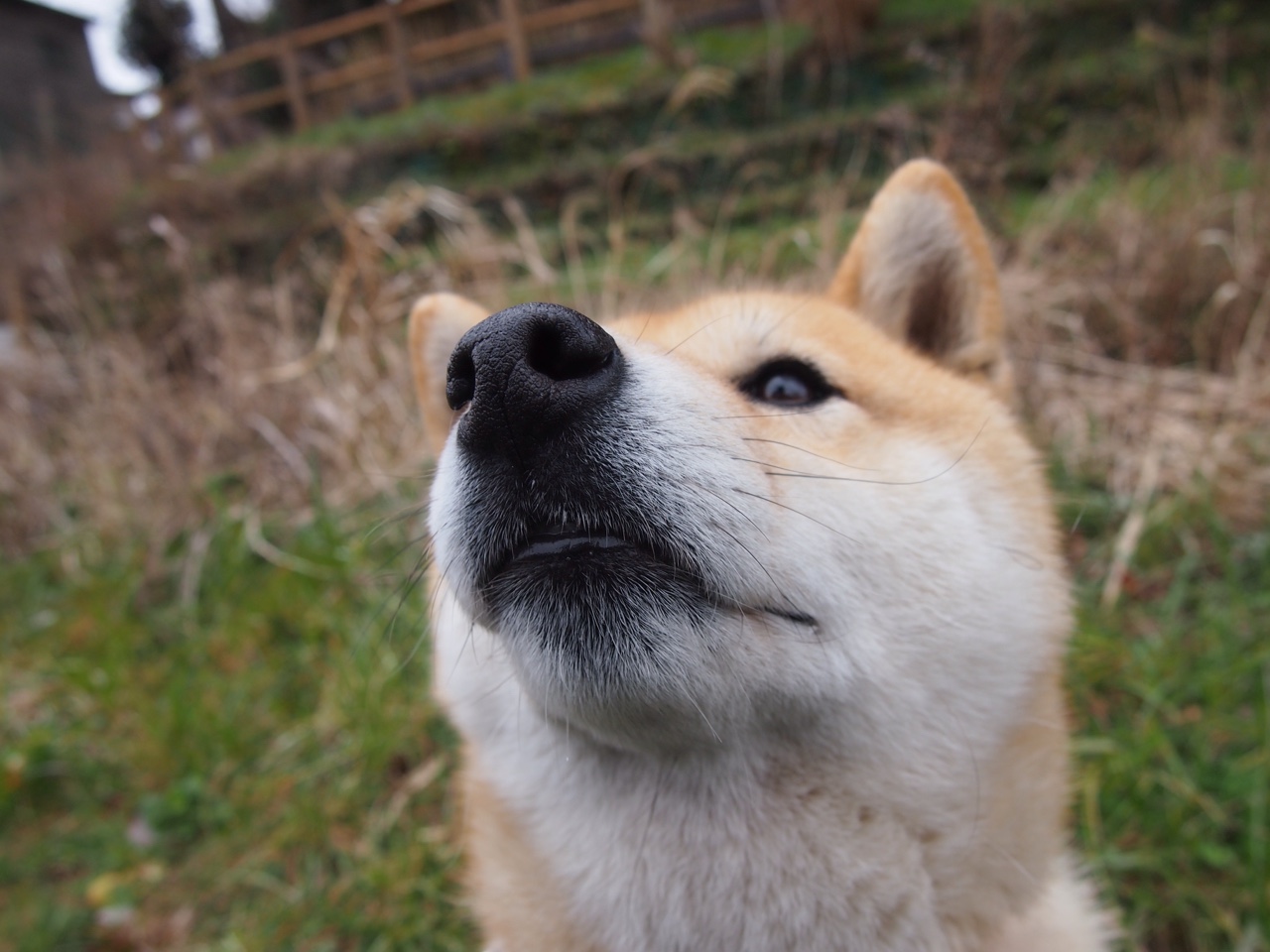 末节19分！福克斯单骑救主点燃生死战，骑士绝境突围雷霆