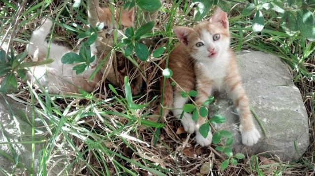 钢铁壁垒与致命一击,托尼的王者时刻与米兰的突尼斯封锁线