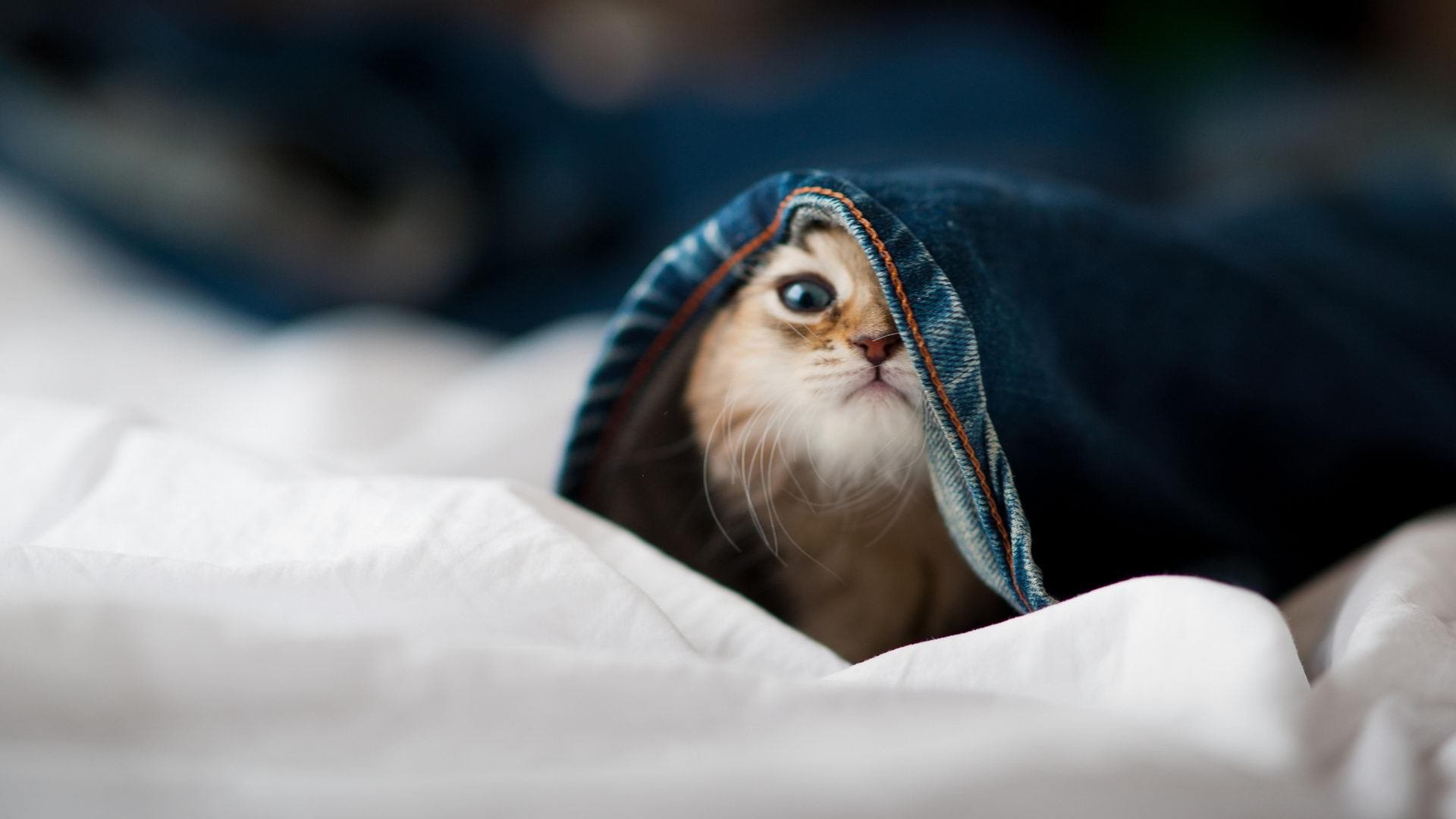 锁死全场的铁幕，为何在他面前化为齑粉？莫兰特逆境撕裂独行侠封锁网